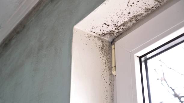 Best Certified Mold Removal  in Ken Caryl, CO