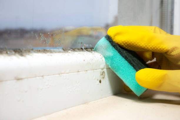 Best Mold Removal Company Near Me  in Ken Caryl, CO