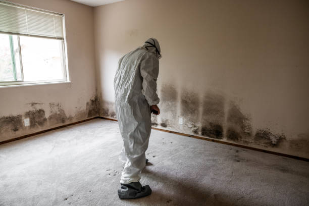 Best Attic Mold Removal  in Ken Caryl, CO