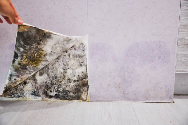 Best Crawl Space Mold Removal  in Ken Caryl, CO